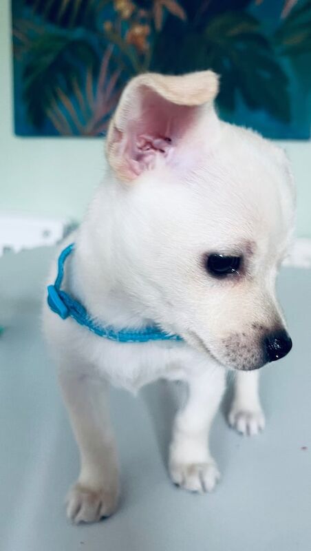 Chihuahua puppies for sale in Newtownabbey, County Antrim – 8 weeks old
