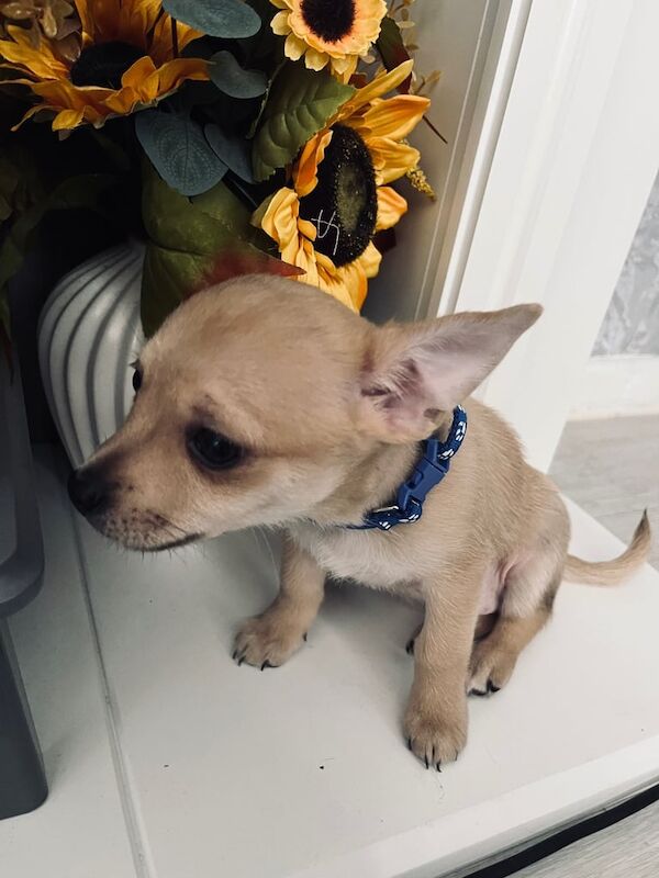 Chihuahua puppies for sale in Newtownabbey, County Antrim – 8 weeks old - Image 2 of 3