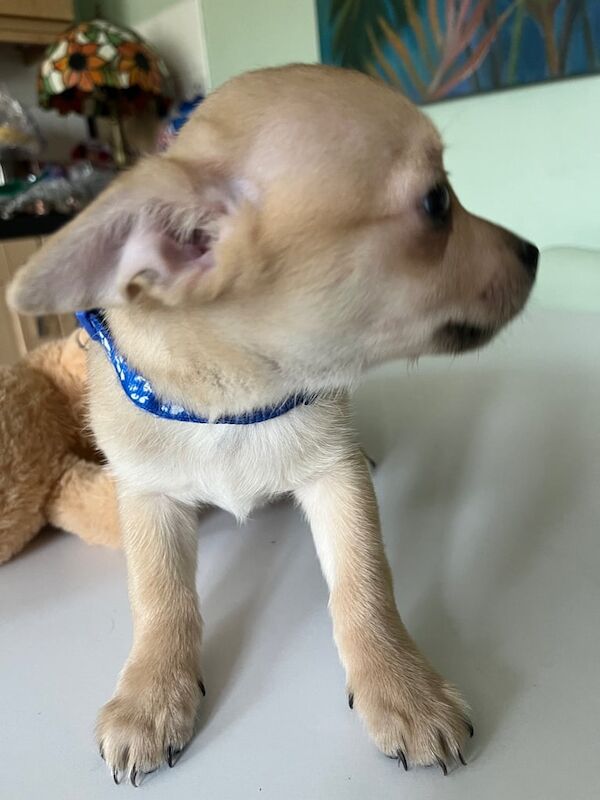 Chihuahua puppies for sale in Newtownabbey, County Antrim – 8 weeks old - Image 3 of 3