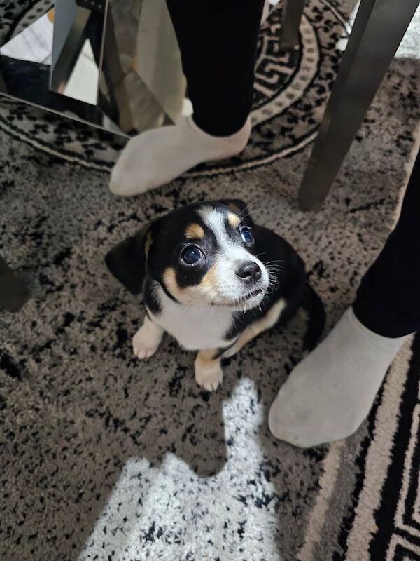 Chihuahua puppies for sale in Pontcanna, South Glamorgan – 8 weeks old