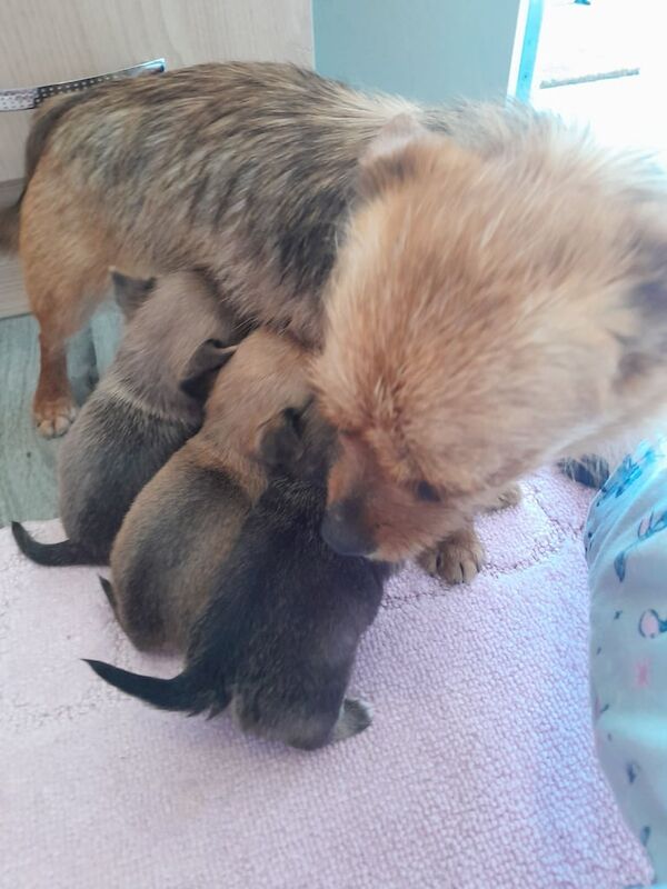 Pomeranian x Chihuahua for sale in Llanrumney, South Glamorgan