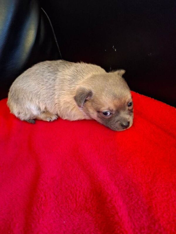 Chihuahua puppies for sale in Llanrumney, South Glamorgan – 8 weeks old