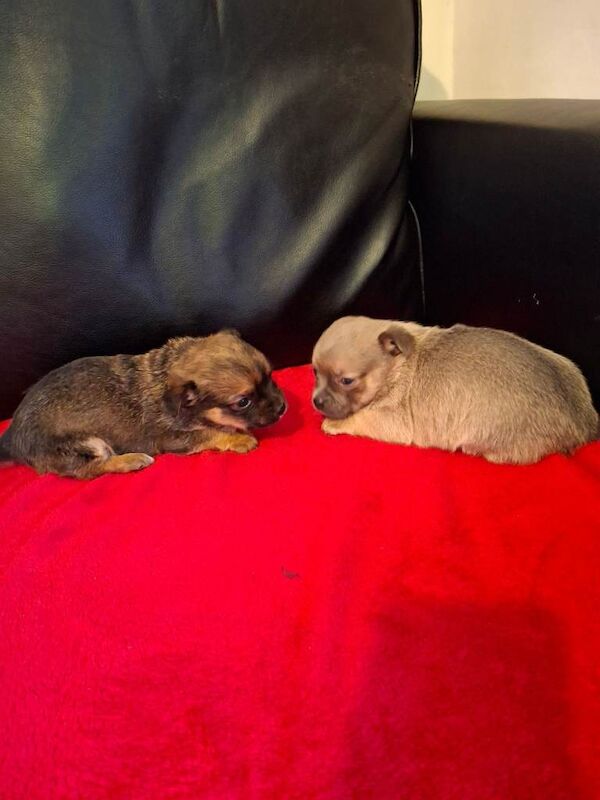 Chihuahua puppies for sale in Llanrumney, South Glamorgan – 8 weeks old - Image 2 of 6