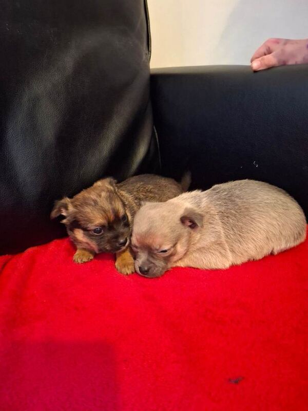 Chihuahua puppies for sale in Llanrumney, South Glamorgan – 8 weeks old - Image 3 of 6