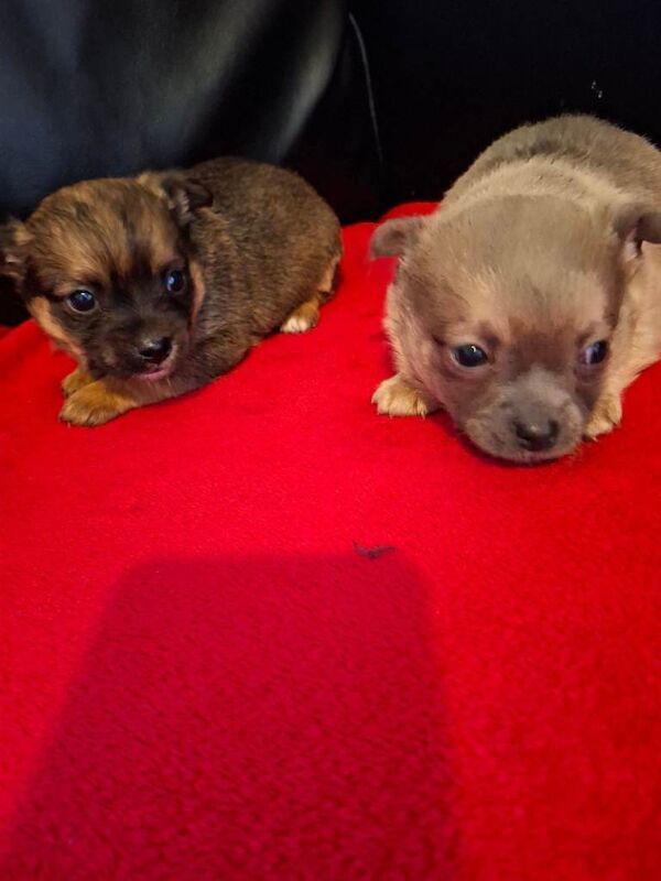 Chihuahua puppies for sale in Llanrumney, South Glamorgan – 8 weeks old - Image 4 of 6