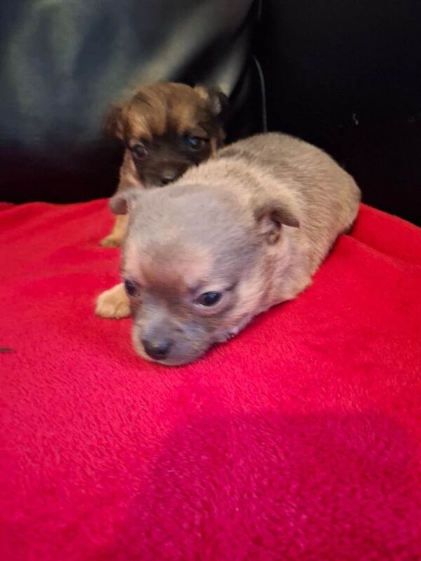 Chihuahua puppies for sale in Llanrumney, South Glamorgan – 8 weeks old - Image 5 of 6