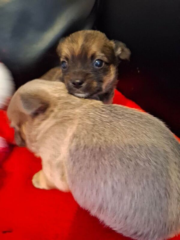 Chihuahua puppies for sale in Llanrumney, South Glamorgan – 8 weeks old - Image 6 of 6
