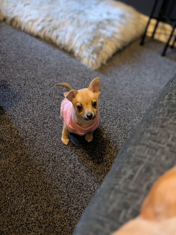 Chihuahua puppies for sale in Windsor, Berkshire – 4 months old