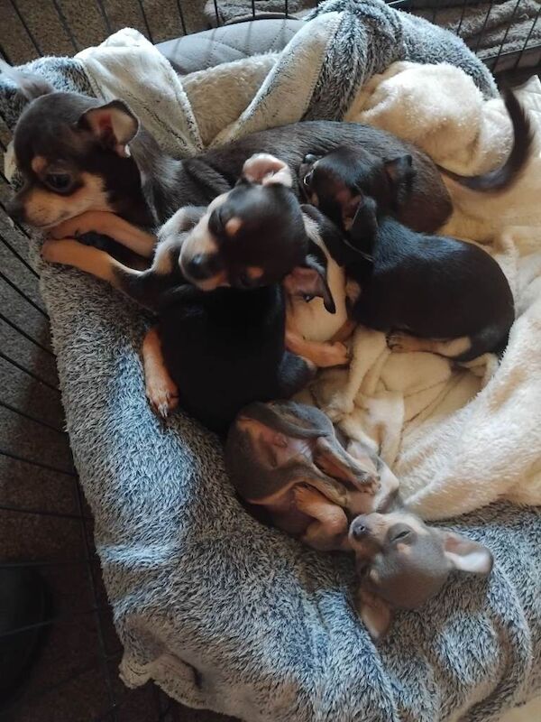 Puppies