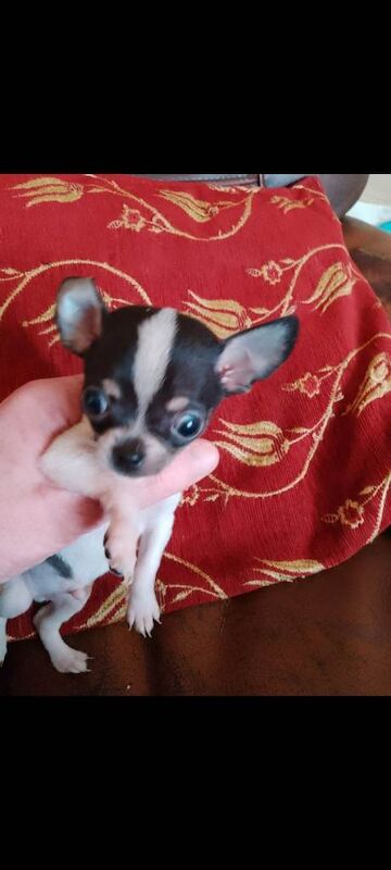 Puppies - Image 2 of 5