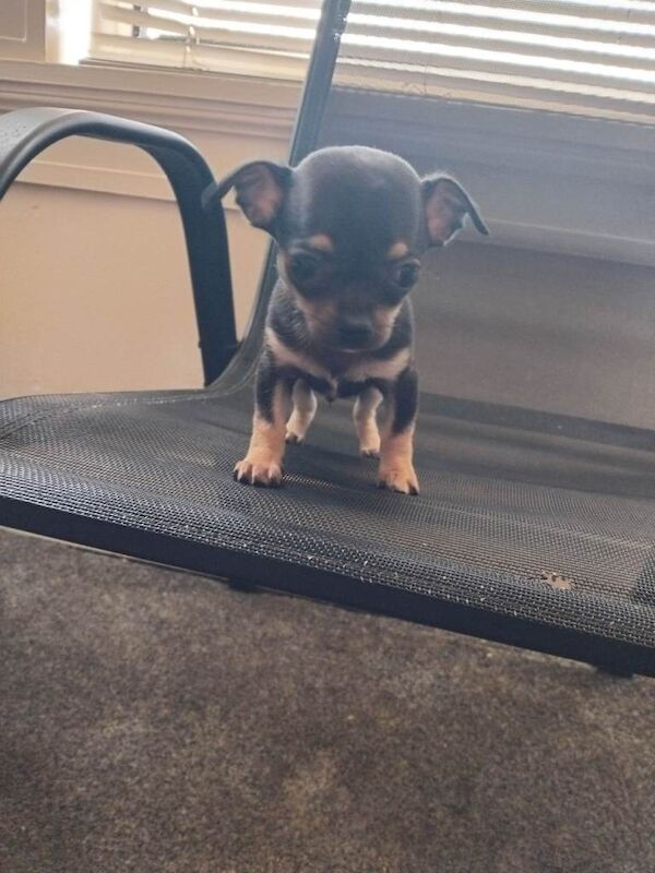 Puppies - Image 3 of 5