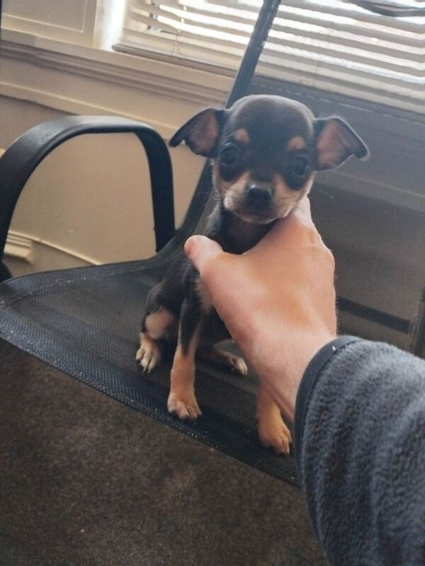 Puppies - Image 4 of 5