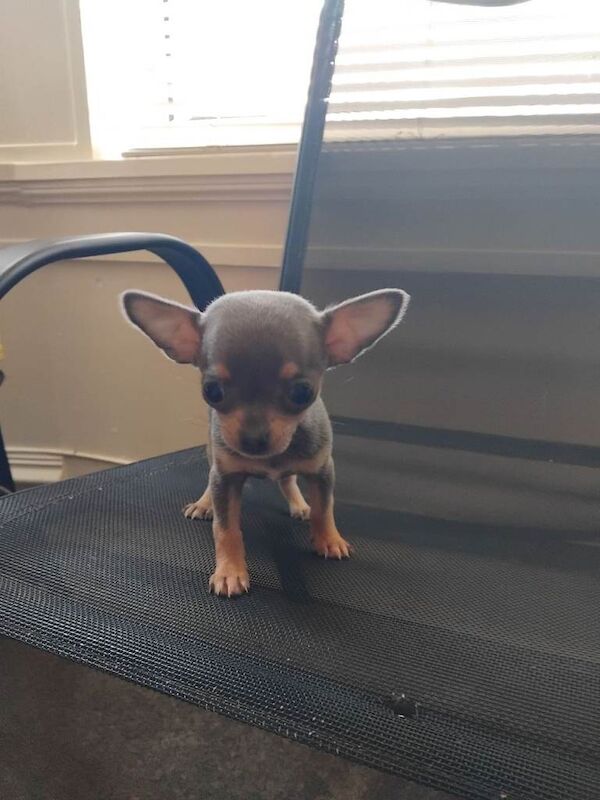 Puppies - Image 5 of 5