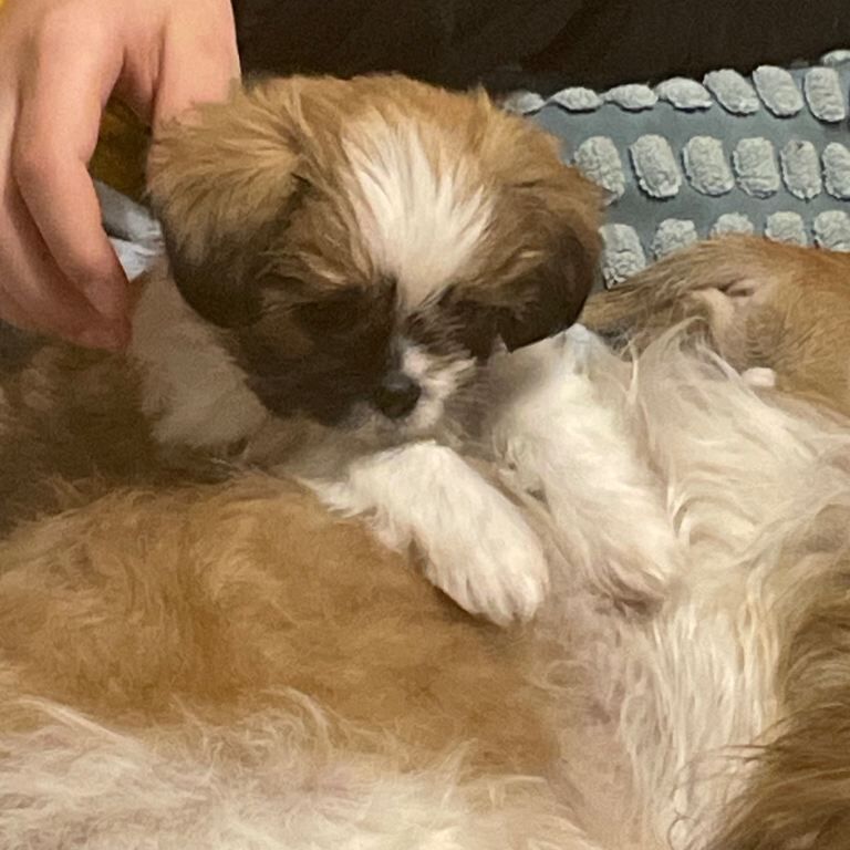 Puppies
