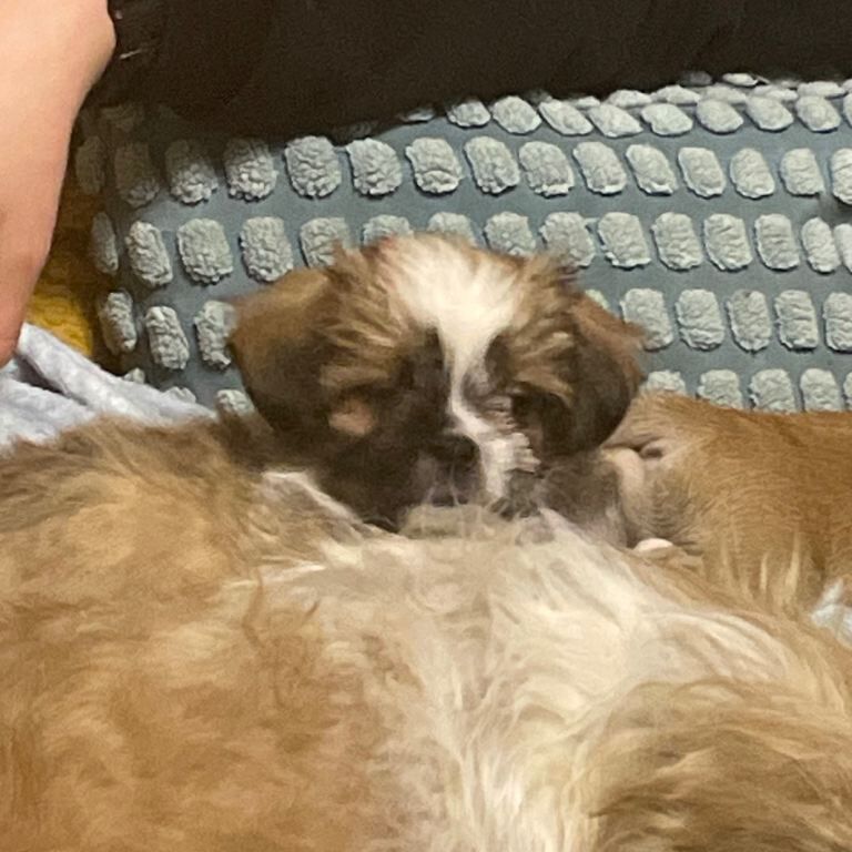 Puppies - Image 2 of 5