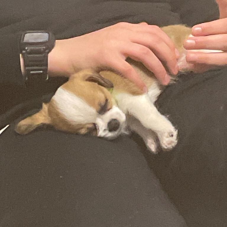 Puppies - Image 3 of 5