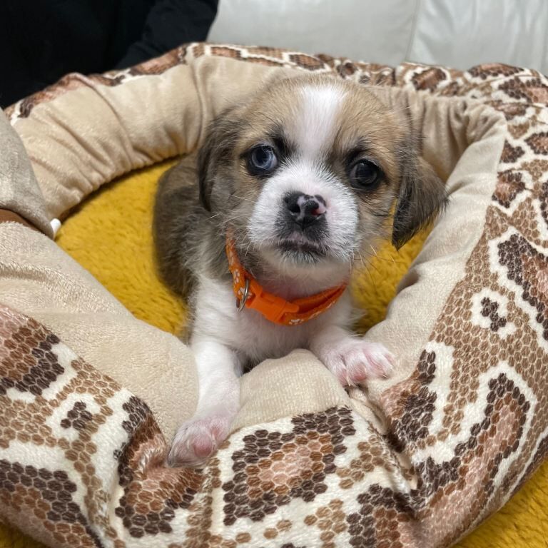 Puppies - Image 4 of 5