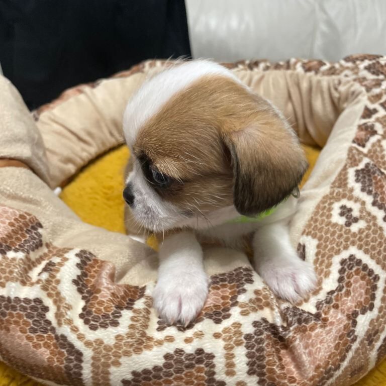 Puppies - Image 5 of 5