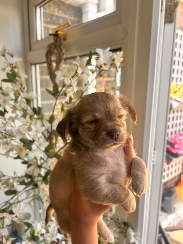Chihuahua puppies for sale in Ipswich, Suffolk – 9 weeks old