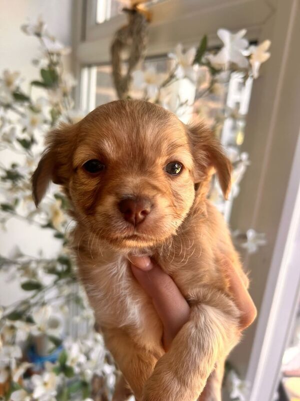 Chihuahua puppies for sale in Ipswich, Suffolk – 9 weeks old - Image 2 of 3
