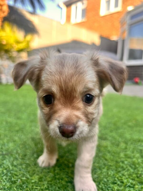 Chihuahua puppies for sale in Ipswich, Suffolk – 9 weeks old - Image 3 of 3