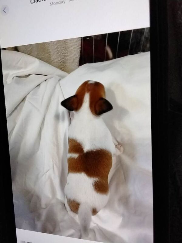 Chihuahua puppies for sale in Jaywick, Essex – 5 weeks old