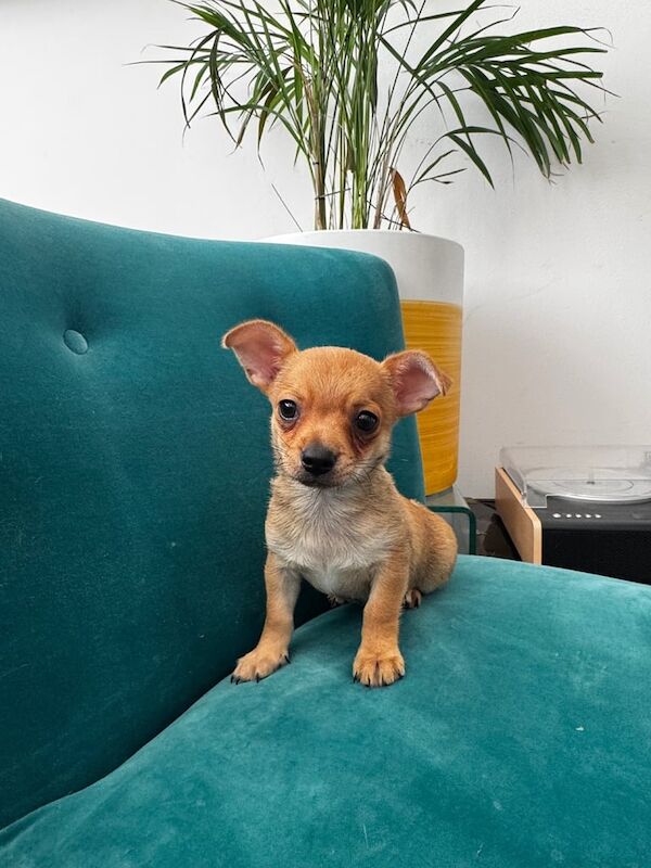 Puppies for sale in Bow, Greater London