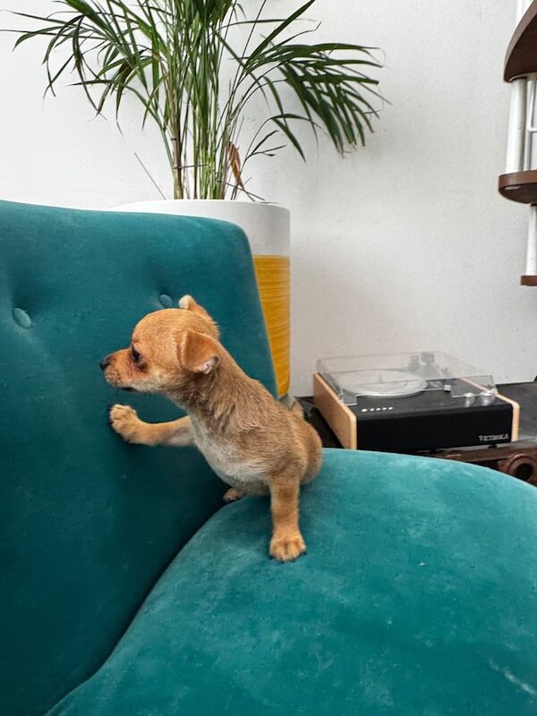 Puppies for sale in Bow, Greater London - Image 3