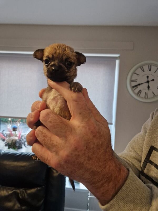 Chihuahua puppies for sale in Glasgow, City of Glasgow – 4 weeks old