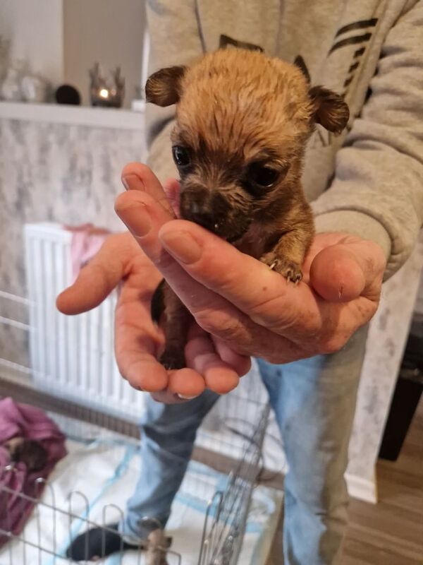 Chihuahua puppies for sale in Glasgow, City of Glasgow – 4 weeks old - Image 2 of 4