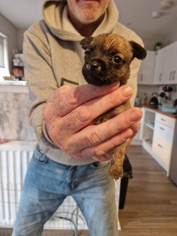 Chihuahua puppies for sale in Glasgow, City of Glasgow – 4 weeks old - Image 3 of 4
