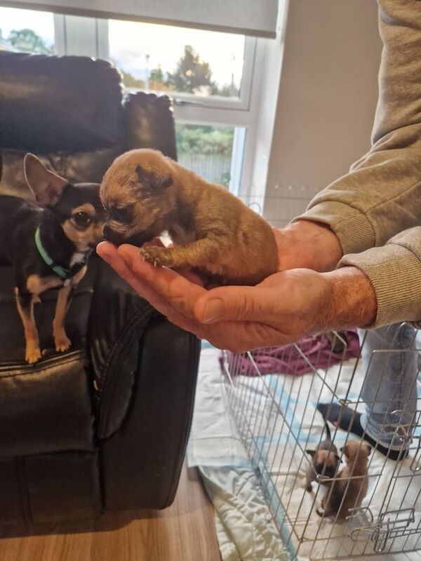 Chihuahua puppies for sale in Glasgow, City of Glasgow – 4 weeks old - Image 4 of 4