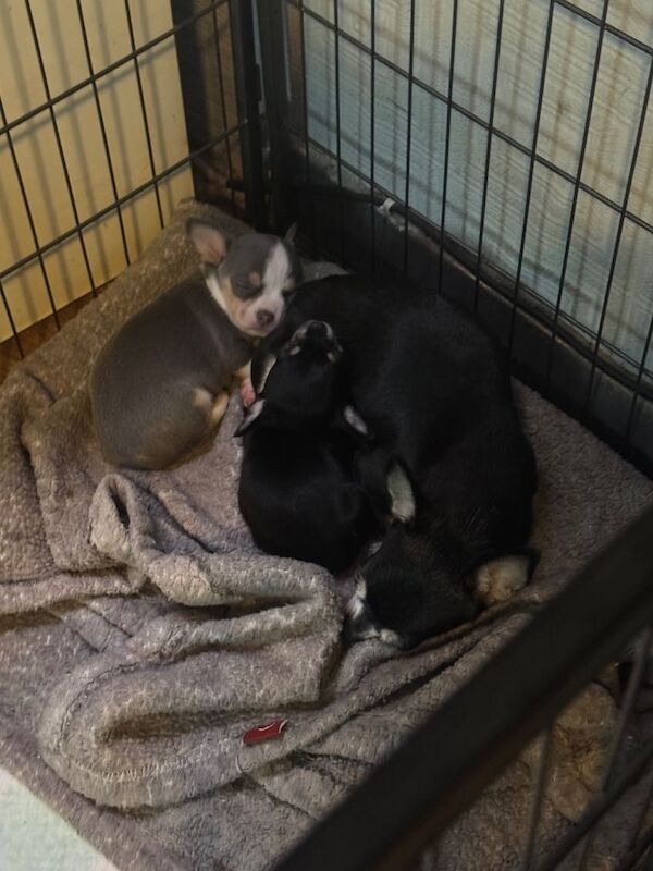 Chihuahua puppies for sale in Ashton-under-Lyne, Greater Manchester – 8 weeks old