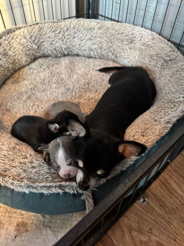 Chihuahua puppies for sale in Ashton-under-Lyne, Greater Manchester – 8 weeks old - Image 3 of 6