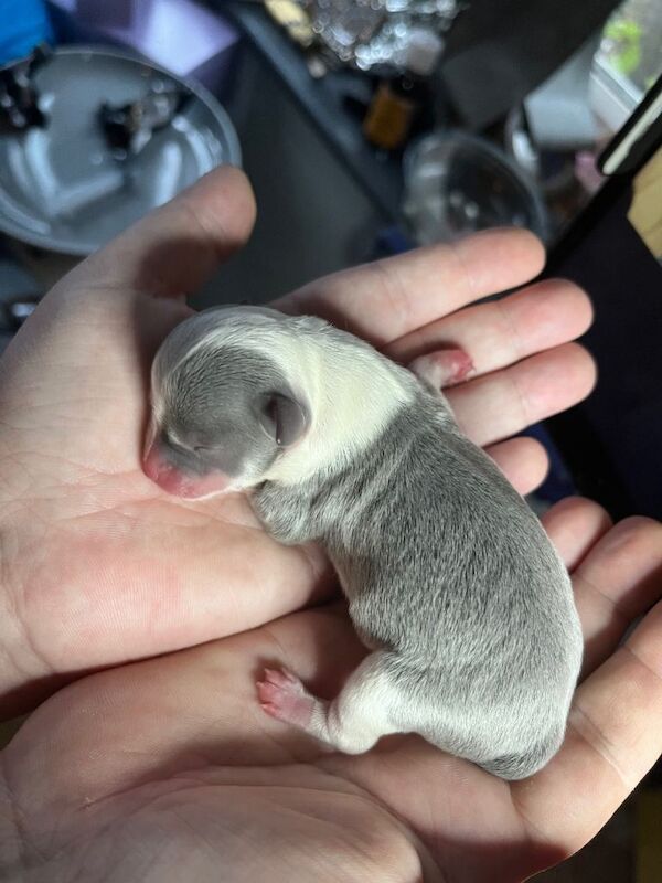Chihuahua puppies for sale in Ashton-under-Lyne, Greater Manchester – 8 weeks old - Image 4 of 6