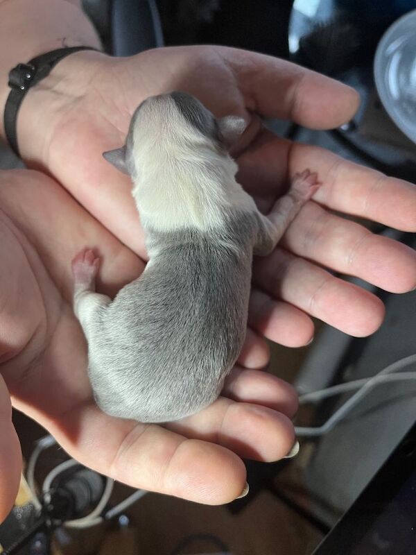Chihuahua puppies for sale in Ashton-under-Lyne, Greater Manchester – 8 weeks old - Image 5 of 6