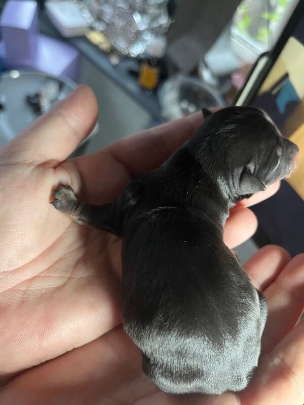 Chihuahua puppies for sale in Ashton-under-Lyne, Greater Manchester – 8 weeks old - Image 6 of 6