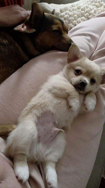 Puppies For Sale - Image 2 of 6