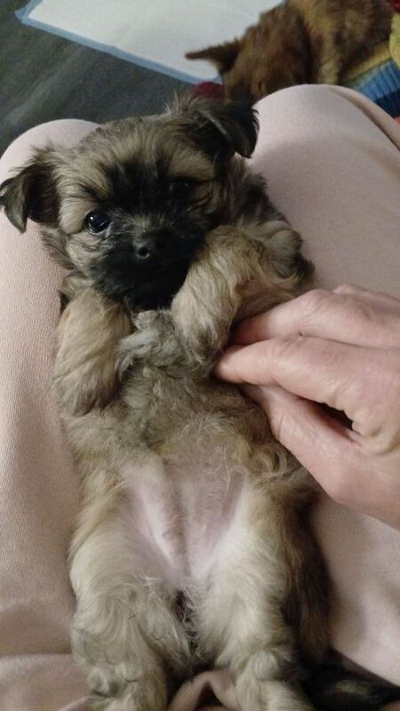 Puppies For Sale - Image 3 of 6