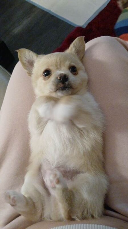 Puppies For Sale - Image 4 of 6