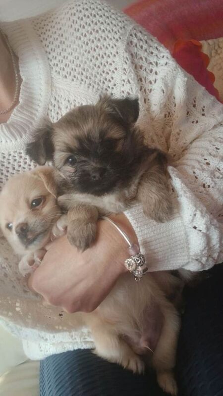 Puppies For Sale - Image 5 of 6