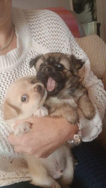 Puppies For Sale - Image 6 of 6