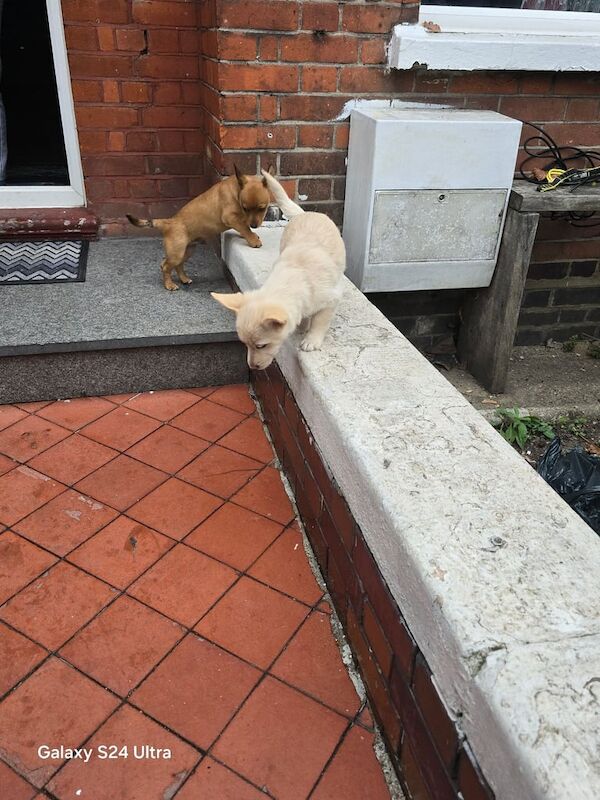 White Chihuahua puppies for sale in Haringey, London – 3 months old