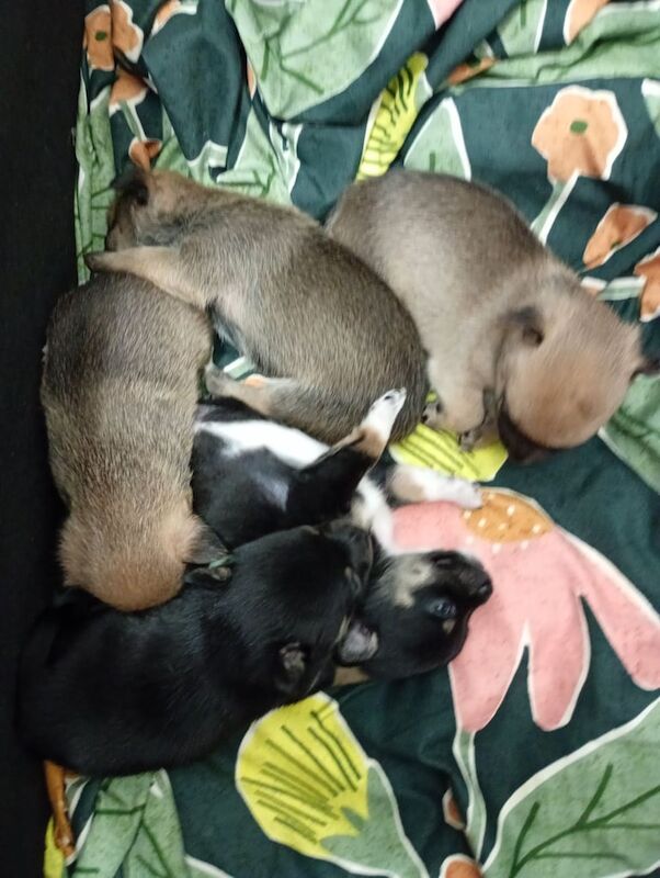 Puppy for sale in Potters Bar, Hertfordshire