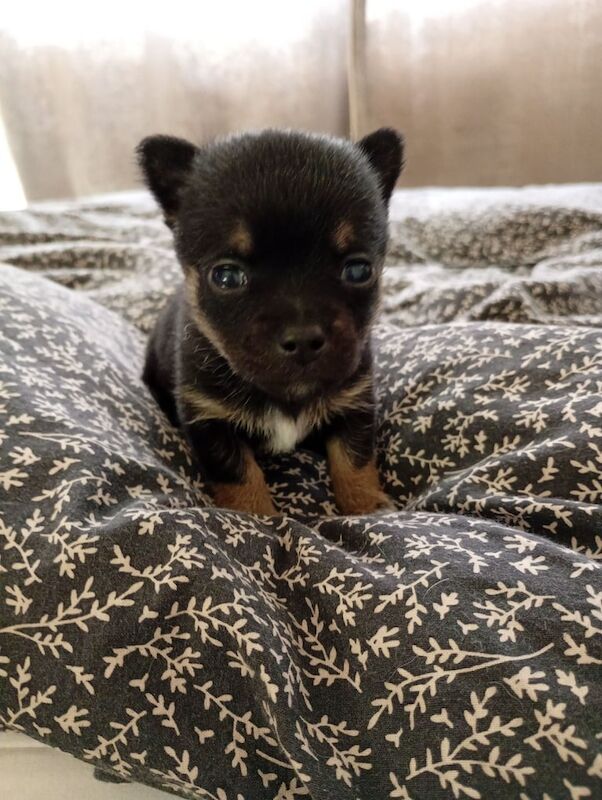 Puppy for sale in Potters Bar, Hertfordshire | Image 2