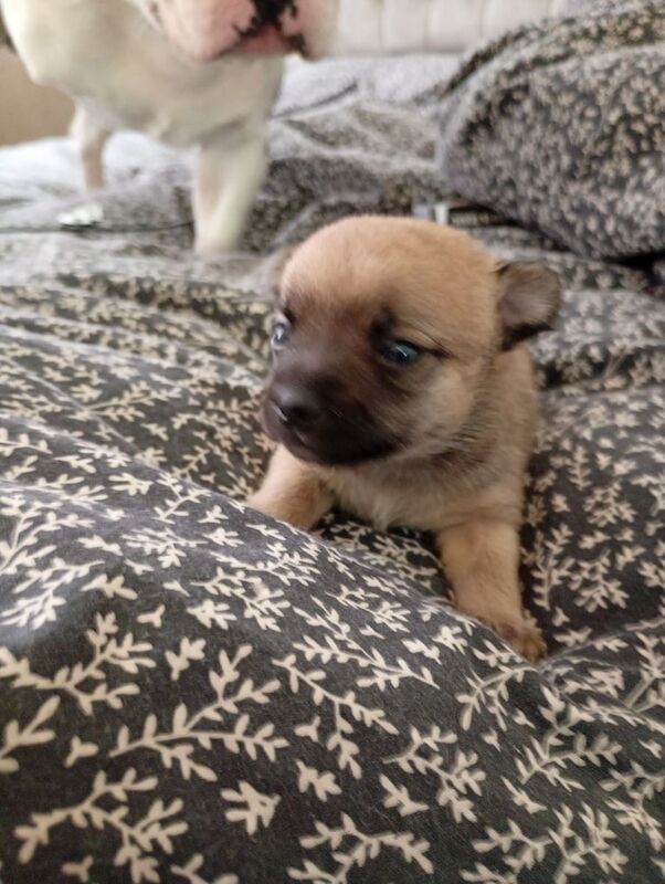 Puppy for sale in Potters Bar, Hertfordshire | Image 3