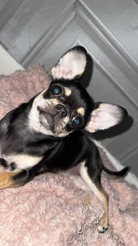 Chihuahua puppies for sale in Bradford, West Yorkshire – 5 months old