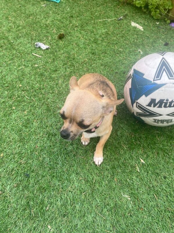 Chihuahua Puppies For Sale Under £1,000