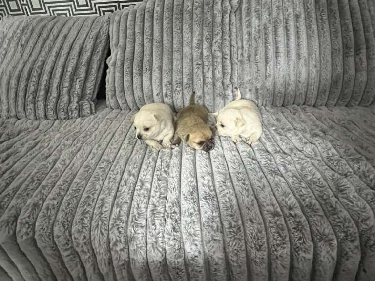 Puppy for sale - Image 2 of 4