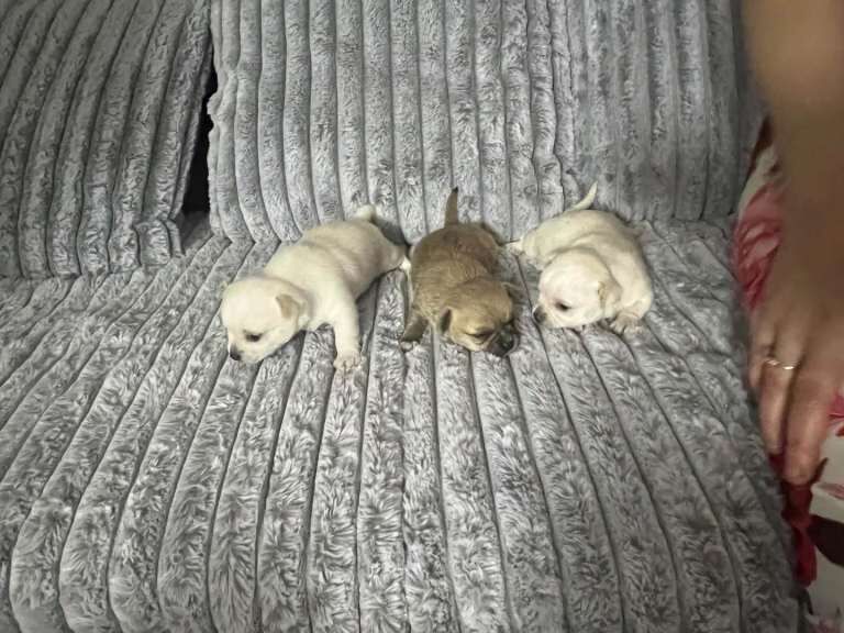 Puppy for sale - Image 3 of 4